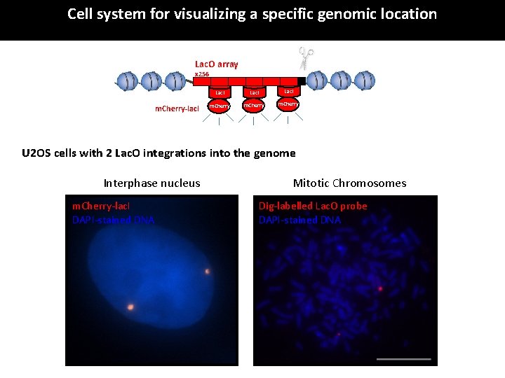 Cell system for visualizing a specific genomic location Lac. O array x 256 m.
