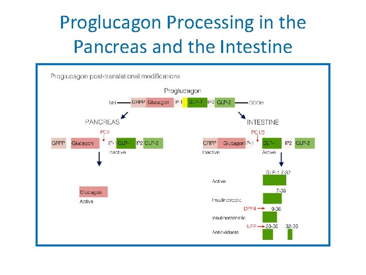 Proglucagon Processing in the Pancreas and the Intestine 