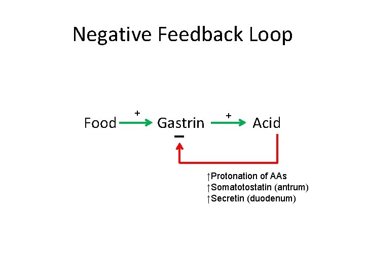 Negative Feedback Loop Food + Gastrin + Acid ↑Protonation of AAs ↑Somatotostatin (antrum) ↑Secretin