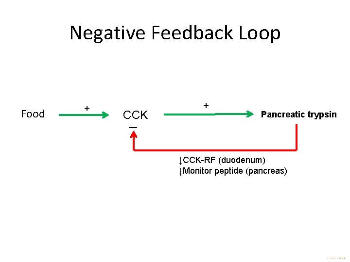 Negative Feedback Loop Food + CCK + Pancreatic trypsin ↓CCK-RF (duodenum) ↓Monitor peptide (pancreas)