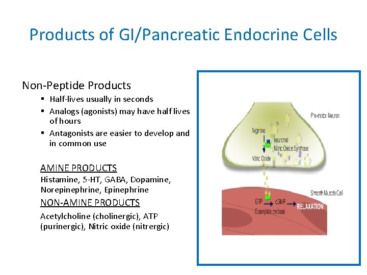 Products of GI/Pancreatic Endocrine Cells Non-Peptide Products § Half-lives usually in seconds § Analogs