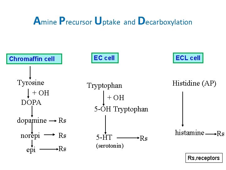 Amine Precursor Uptake and Decarboxylation Chromaffin cell EC cell Tyrosine + OH DOPA Tryptophan