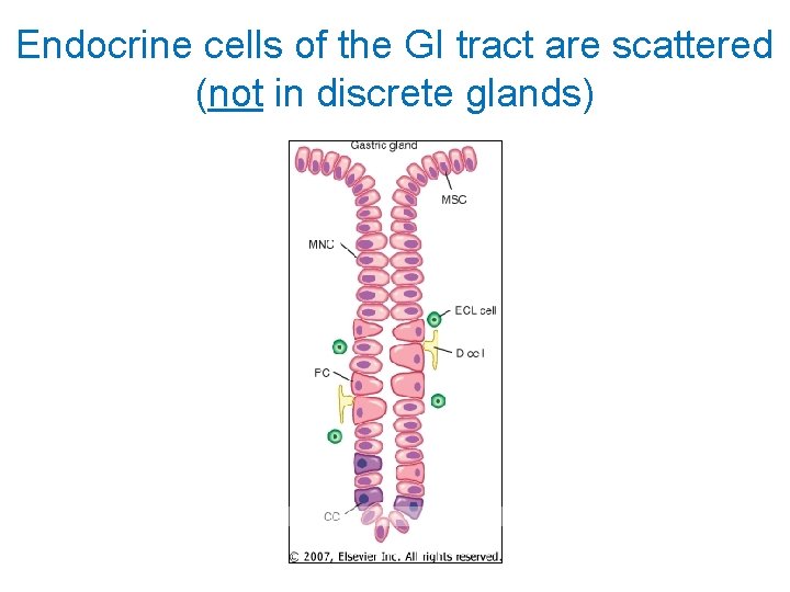 Endocrine cells of the GI tract are scattered (not in discrete glands) 