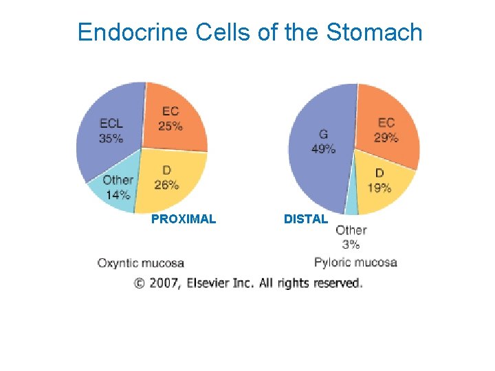 Endocrine Cells of the Stomach PROXIMAL DISTAL 