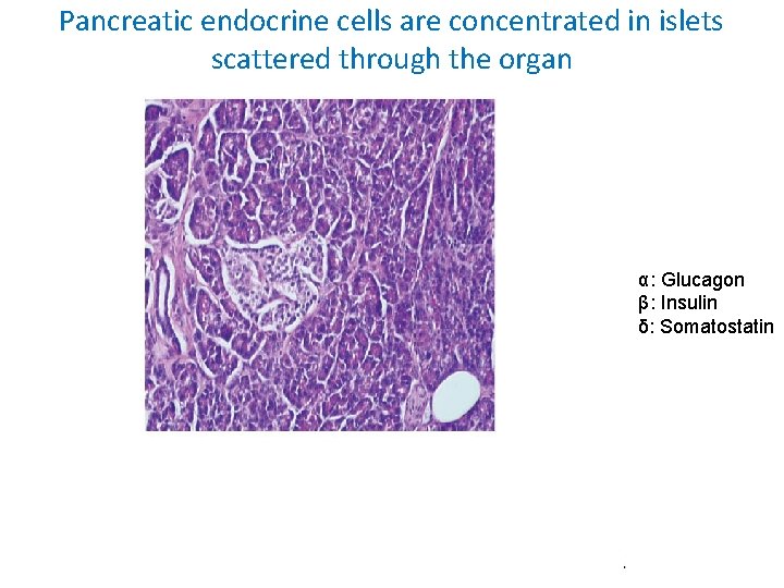 Pancreatic endocrine cells are concentrated in islets scattered through the organ α: Glucagon β: