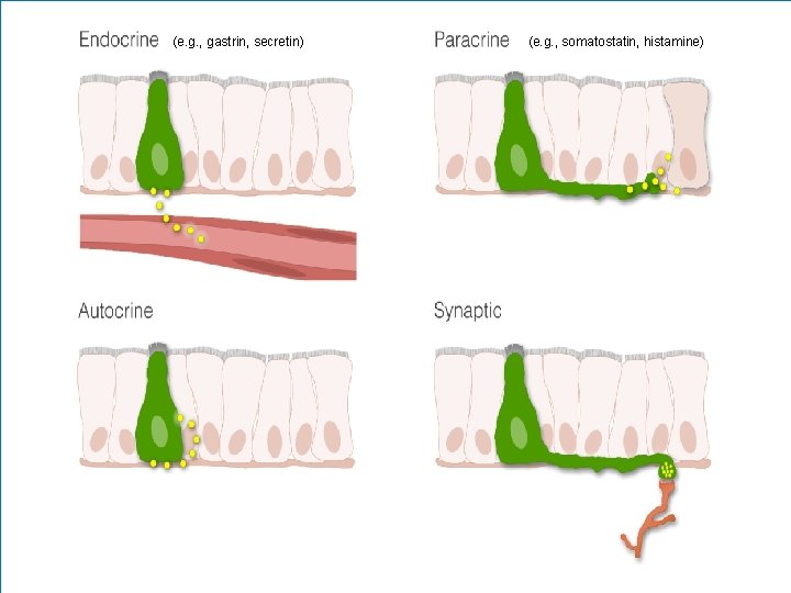 (e. g. , gastrin, secretin) (e. g. , somatostatin, histamine) 