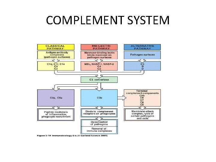 COMPLEMENT SYSTEM 