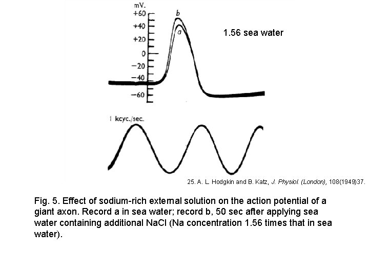1. 56 sea water 25. A. L. Hodgkin and B. Katz, J. Physiol. (London),