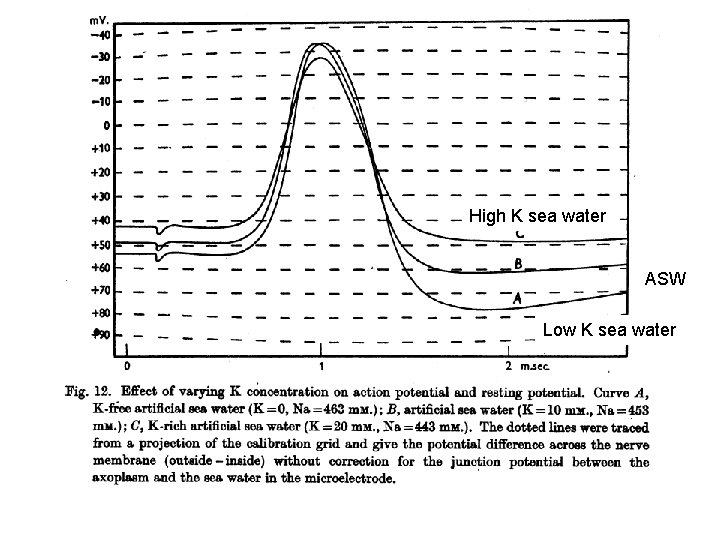 High K sea water ASW Low K sea water 