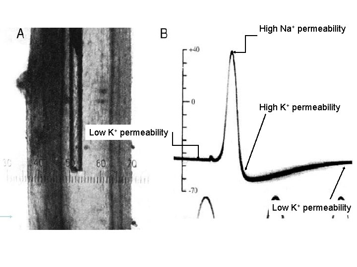 High Na+ permeability High K+ permeability Low K+ permeability 