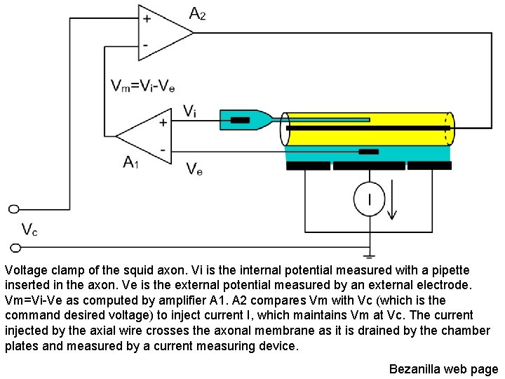 Voltage clamp of the squid axon. Vi is the internal potential measured with a