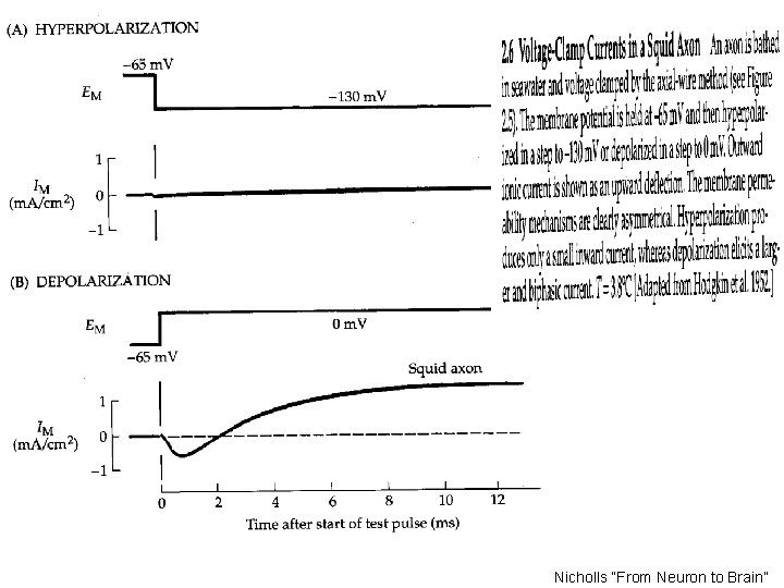 Nicholls “From Neuron to Brain” 