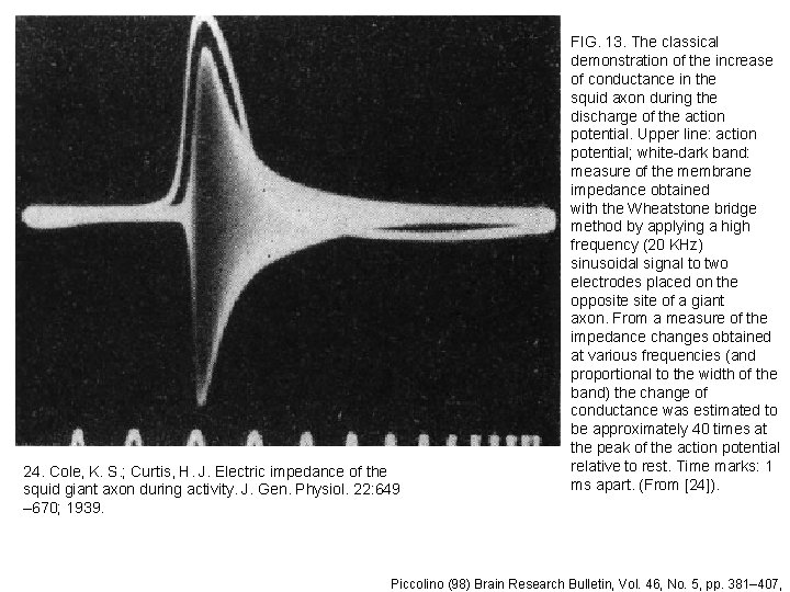 24. Cole, K. S. ; Curtis, H. J. Electric impedance of the squid giant