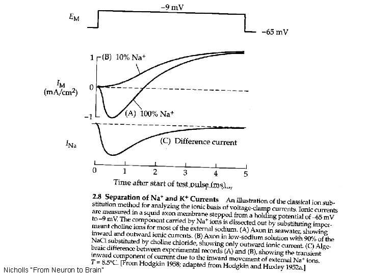 Nicholls “From Neuron to Brain” 