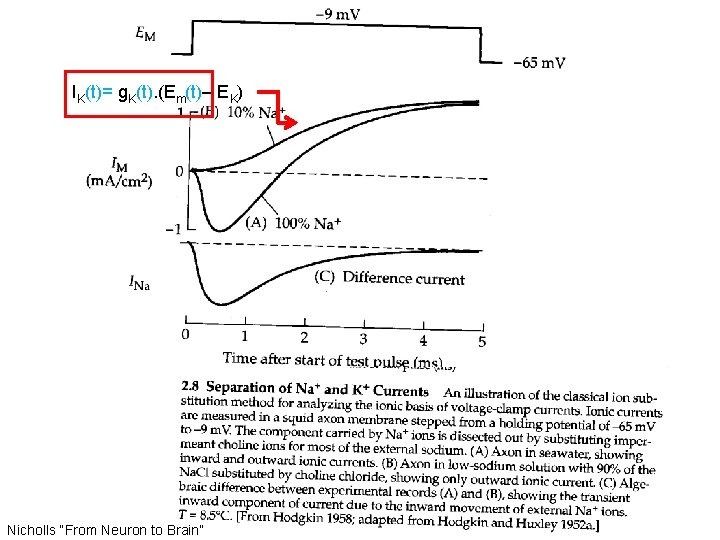 IK(t)= g. K(t). (Em(t)– EK) Nicholls “From Neuron to Brain” 