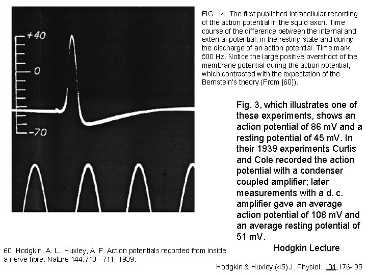 FIG. 14. The first published intracellular recording of the action potential in the squid