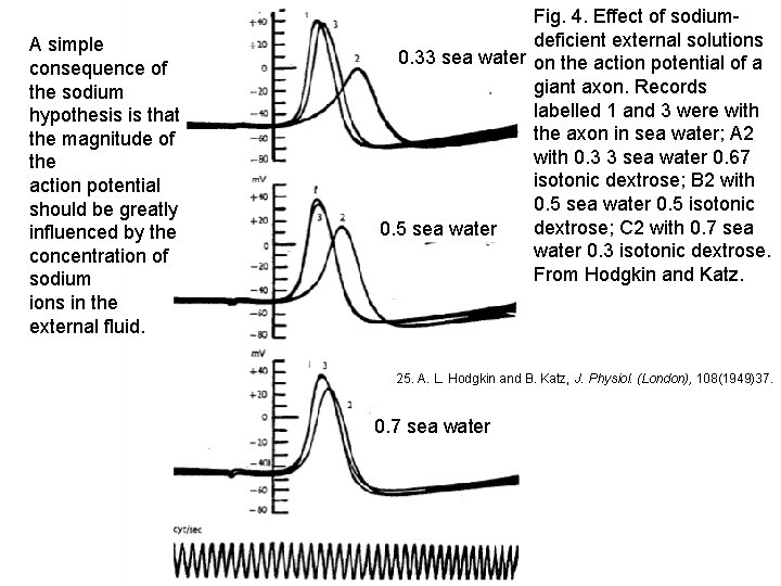 A simple consequence of the sodium hypothesis is that the magnitude of the action