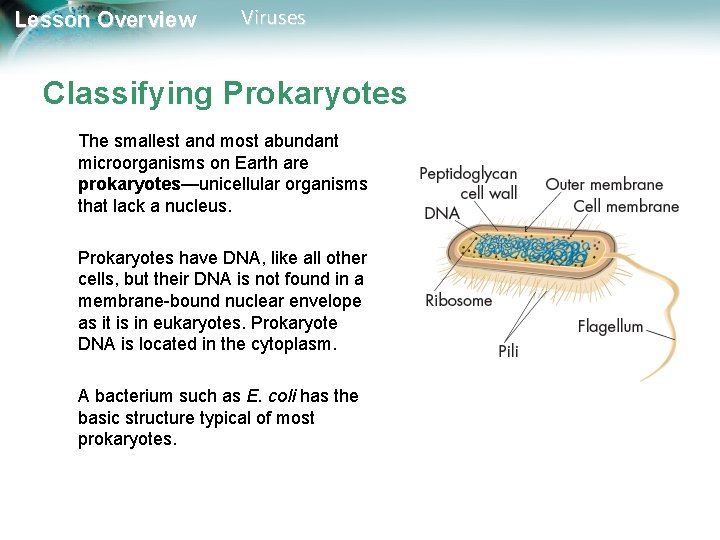Lesson Overview Viruses Classifying Prokaryotes The smallest and most abundant microorganisms on Earth are Lesson Overview Viruses Classifying Prokaryotes The smallest and most abundant microorganisms on Earth are