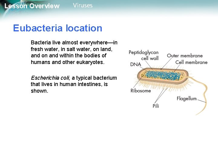 Lesson Overview Viruses Eubacteria location Bacteria live almost everywhere—in fresh water, in salt water, Lesson Overview Viruses Eubacteria location Bacteria live almost everywhere—in fresh water, in salt water,