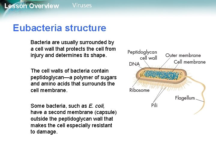 Lesson Overview Viruses Eubacteria structure Bacteria are usually surrounded by a cell wall that Lesson Overview Viruses Eubacteria structure Bacteria are usually surrounded by a cell wall that