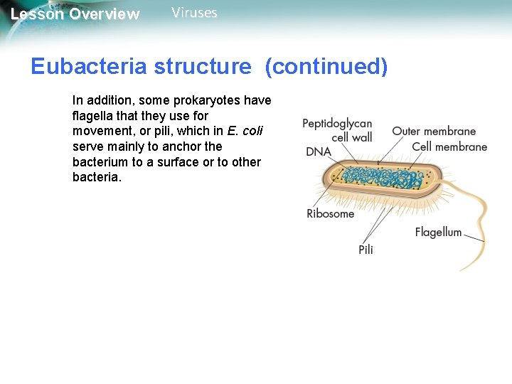 Lesson Overview Viruses Eubacteria structure (continued) In addition, some prokaryotes have flagella that they Lesson Overview Viruses Eubacteria structure (continued) In addition, some prokaryotes have flagella that they