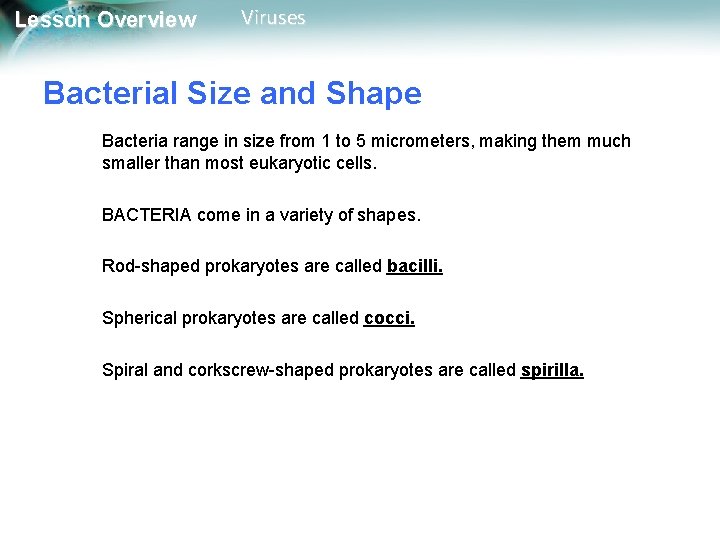 Lesson Overview Viruses Bacterial Size and Shape Bacteria range in size from 1 to Lesson Overview Viruses Bacterial Size and Shape Bacteria range in size from 1 to