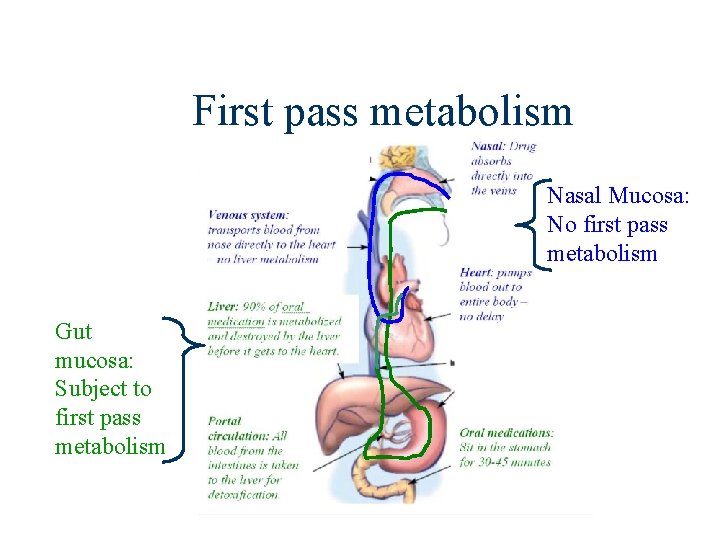 First pass metabolism Nasal Mucosa: No first pass metabolism Gut mucosa: Subject to first
