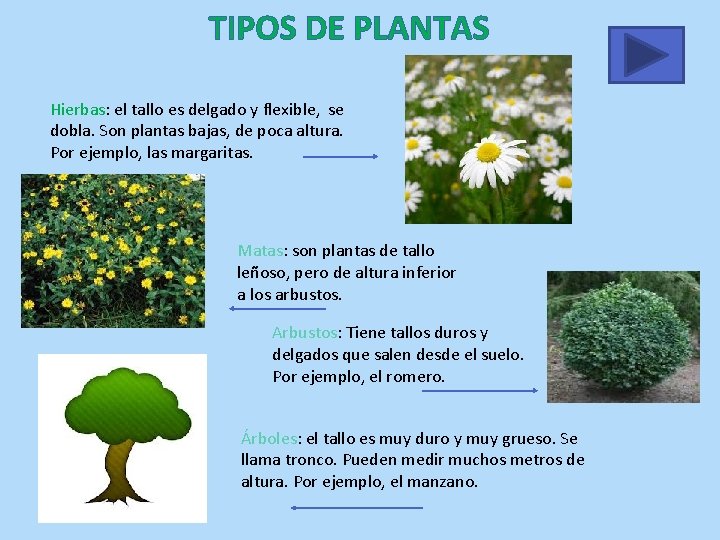 TIPOS DE PLANTAS Hierbas: el tallo es delgado y flexible, se dobla. Son plantas