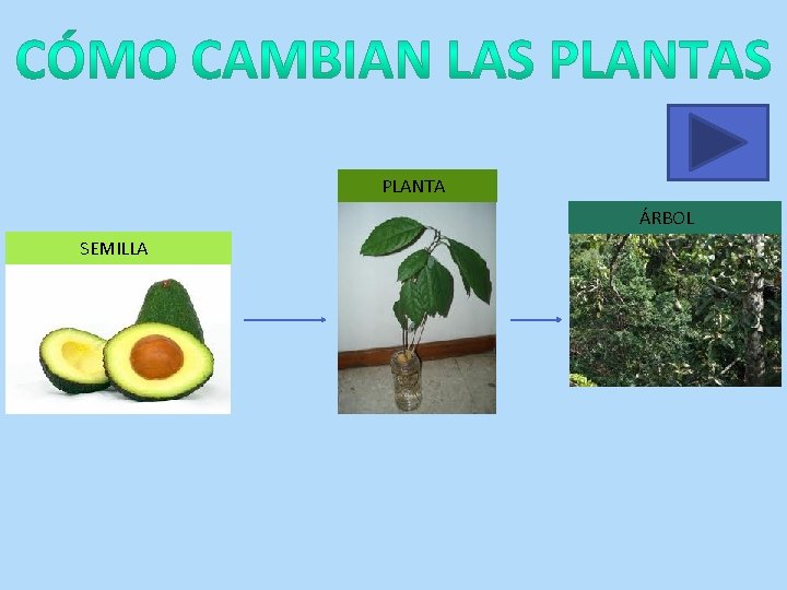 PLANTA ÁRBOL SEMILLA 