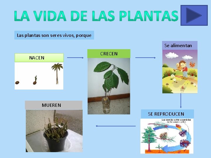 Las plantas son seres vivos, porque Se alimentan NACEN CRECEN MUEREN SE REPRODUCEN 