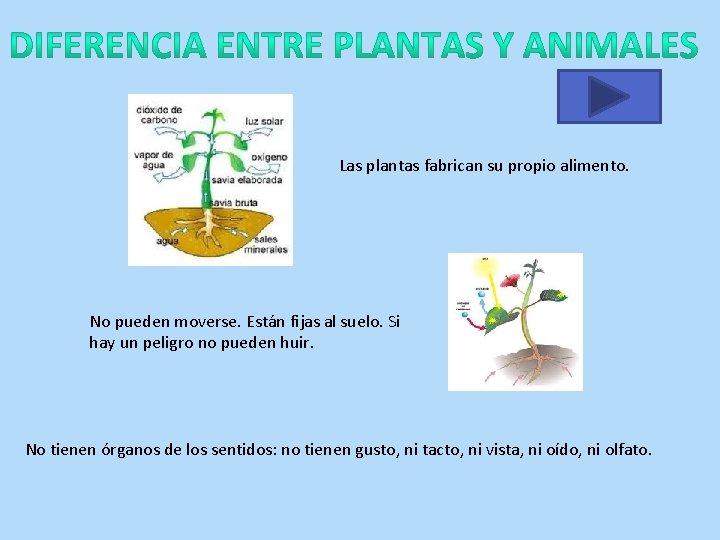 Las plantas fabrican su propio alimento. No pueden moverse. Están fijas al suelo. Si