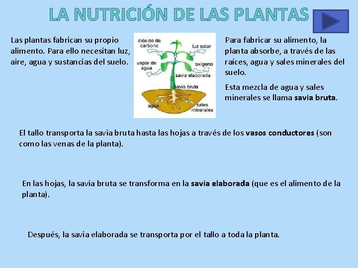 LA NUTRICIÓN DE LAS PLANTAS Las plantas fabrican su propio alimento. Para ello necesitan