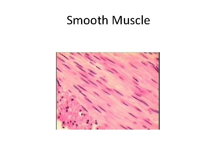 Smooth Muscle 