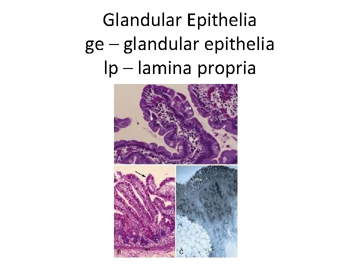 Glandular Epithelia ge – glandular epithelia lp – lamina propria 