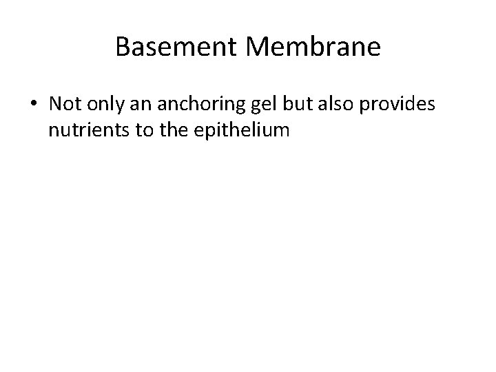 Basement Membrane • Not only an anchoring gel but also provides nutrients to the