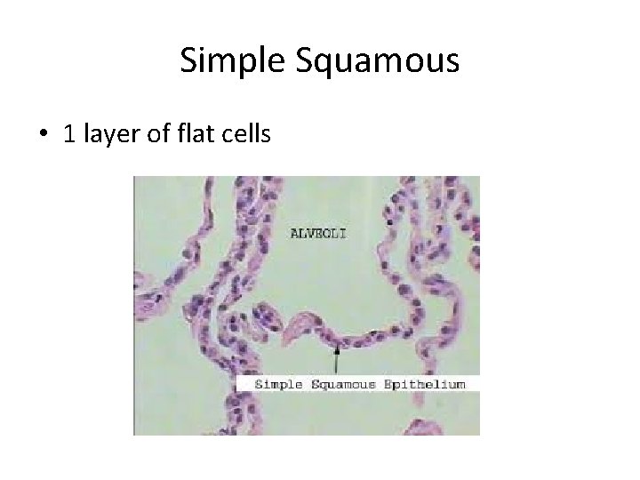 Simple Squamous • 1 layer of flat cells 