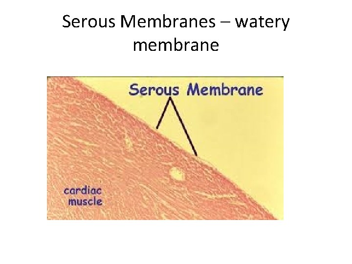 Serous Membranes – watery membrane 