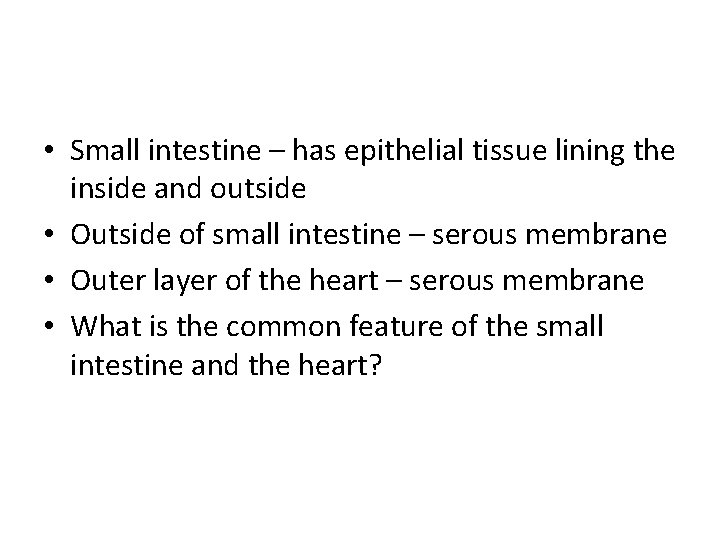  • Small intestine – has epithelial tissue lining the inside and outside •