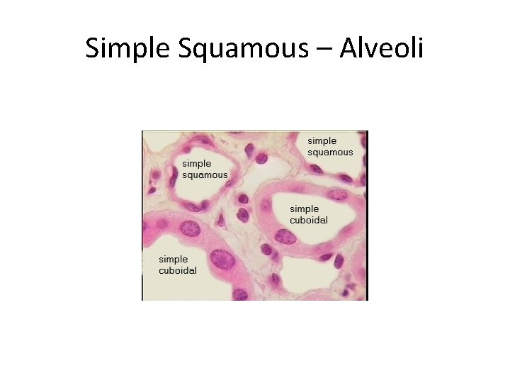 Simple Squamous – Alveoli 