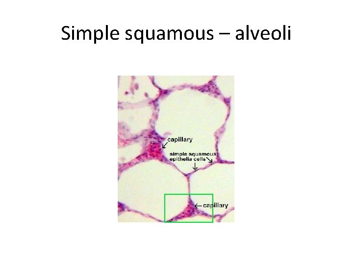 Simple squamous – alveoli 