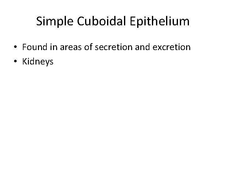 Simple Cuboidal Epithelium • Found in areas of secretion and excretion • Kidneys 