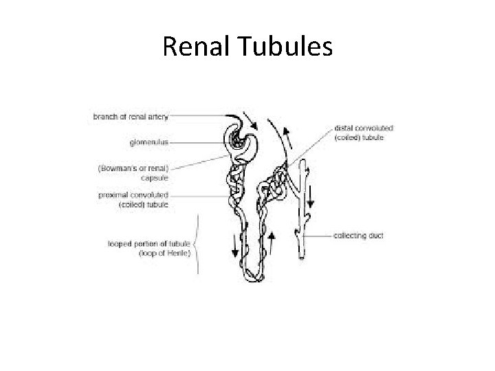 Renal Tubules 