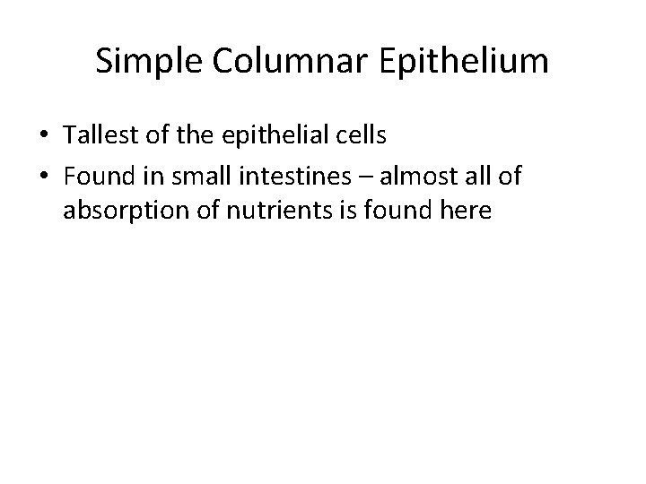 Simple Columnar Epithelium • Tallest of the epithelial cells • Found in small intestines