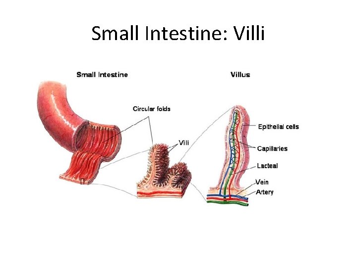 Small Intestine: Villi 