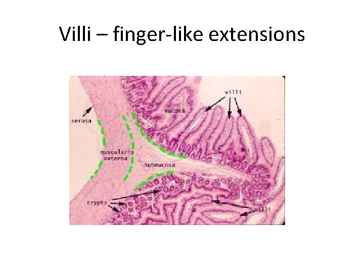 Villi – finger-like extensions 