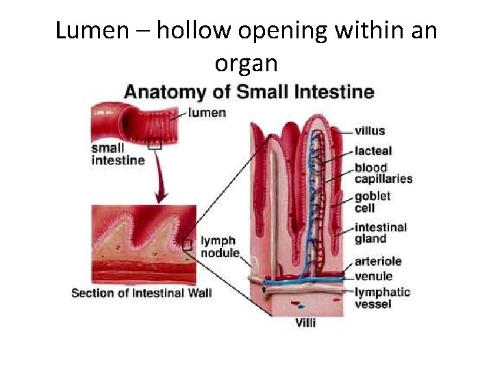 Lumen – hollow opening within an organ 