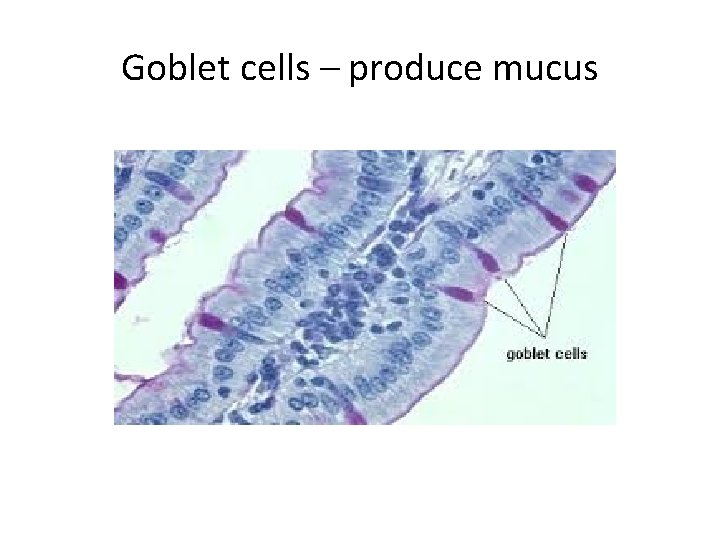 Goblet cells – produce mucus 