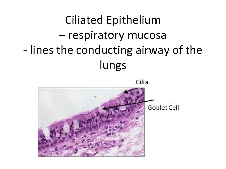 Ciliated Epithelium – respiratory mucosa - lines the conducting airway of the lungs 