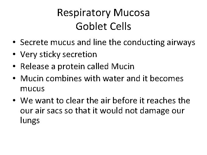 Respiratory Mucosa Goblet Cells Secrete mucus and line the conducting airways Very sticky secretion