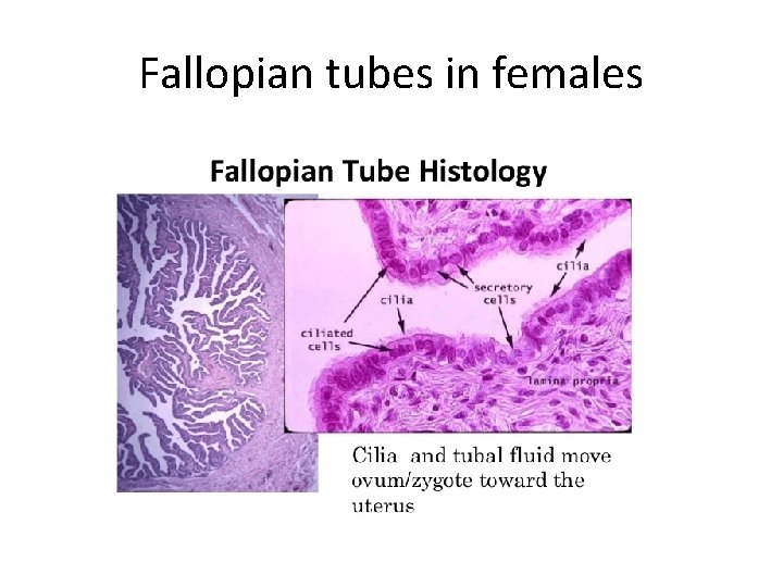 Fallopian tubes in females 